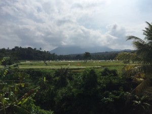 Rice fields in the distance