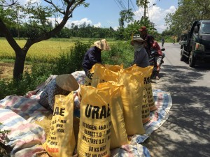 Family processing their rice from the fields