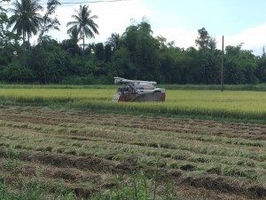 Harvesting the rice