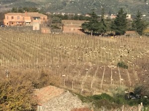 Sheep in among the vines of the Winery