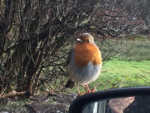 This little birdy was very friendly sitting on my wing mirror!