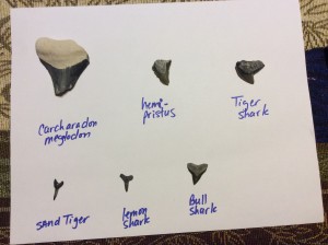 Just some of Carter's new Shark's Teeth collection.